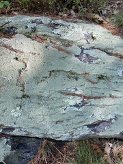 Flavoparmelia baltimorensis