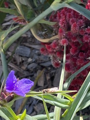 Toxomerus marginatus