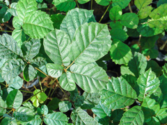 Handroanthus