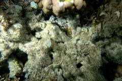 Syngnathidae