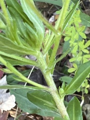 Chrysopsidinae