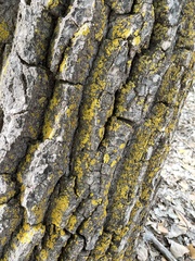 Candelariella rosulans
