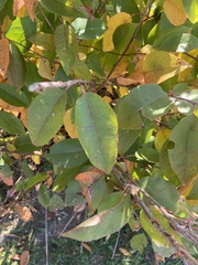 Prunus serotina