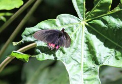 Parides erithalion trichopus