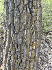 Candelariella rosulans