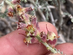 Errazurizia benthamii