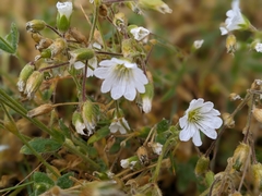 Cerastium arvense