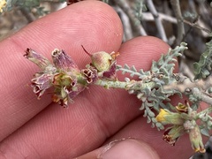 Errazurizia benthamii