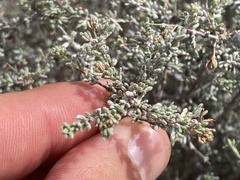Errazurizia benthamii