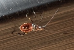 Leptoglossus occidentalis
