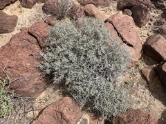 Errazurizia benthamii
