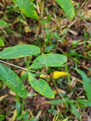 Hypericum frondosum