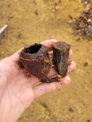 Couratari macrosperma