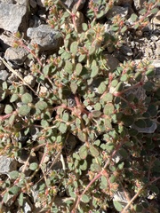 Euphorbia setiloba