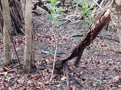 Drymarchon melanurus