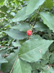 Malpighia glabra