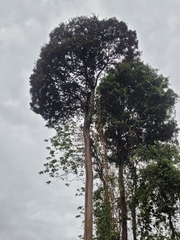 Couratari macrosperma