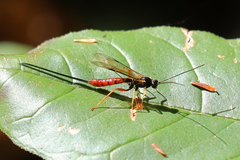 Dolichomitus irritator