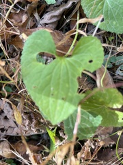 Violaceae