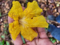 Handroanthus