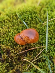 Agaricomycotina