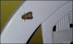 Callopistria latreillei