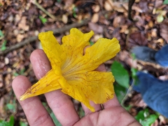 Handroanthus