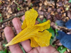 Handroanthus