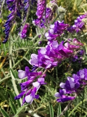Vicia villosa