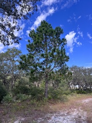 Pinus palustris