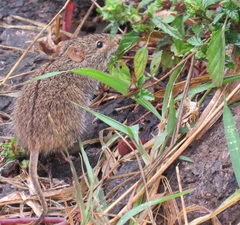 Lemniscomys rosalia