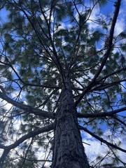 Pinus palustris