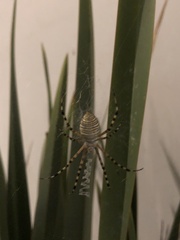 Argiope trifasciata