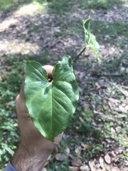 Syngonium podophyllum