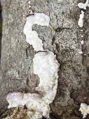 Trichaptum subchartaceum