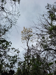 Handroanthus