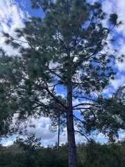 Pinus palustris