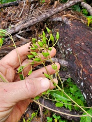 Arnoglossum atriplicifolium