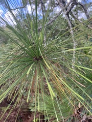 Pinus palustris