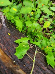 Arnoglossum atriplicifolium