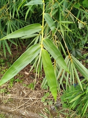 Phyllostachys