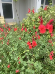 Salvia
