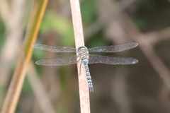 Aeshna mixta