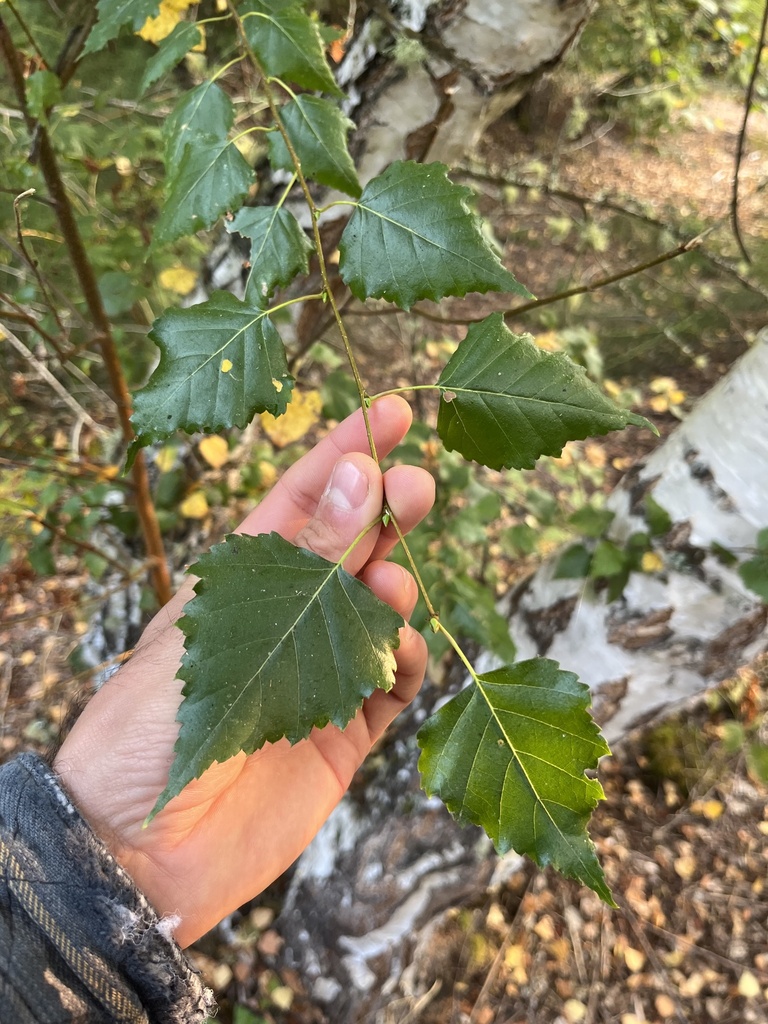 Silver Tree Washington silver birch from King County, US-WA, US on October 15, 2022 at 09:05 ...