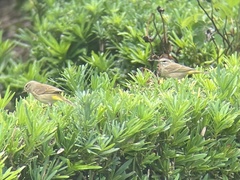 Setophaga palmarum palmarum