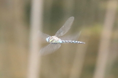 Aeshna mixta
