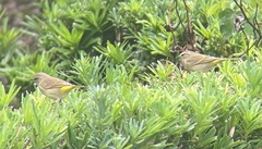 Setophaga palmarum palmarum