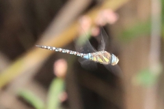 Aeshna mixta