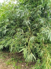 Phyllostachys