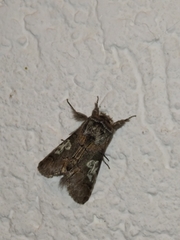 Diloba caeruleocephala